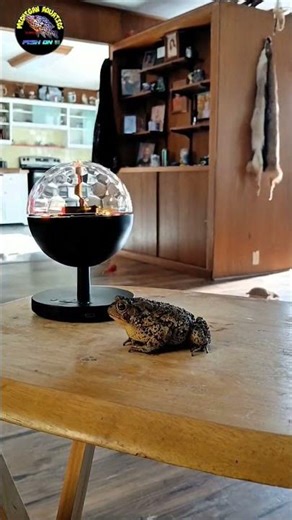 american toad core 🤙❤️ #nature #toads #amphibians #frogcore #frog #michigan #nativefish#fishkeeping