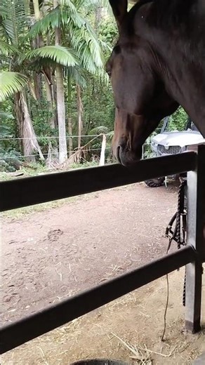 She loves her scratchies #horse #equestrianjourney #equestrian #warmblood #mare