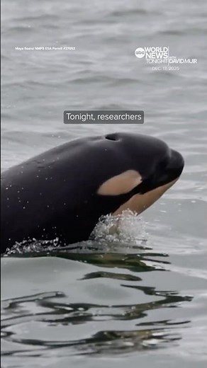 Newborn orca calf spotted in Washington's Puget Sound
