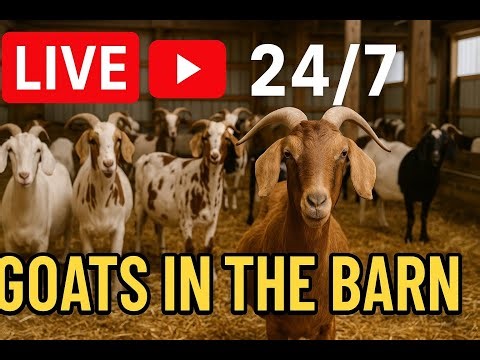🐐 LIVE 24/7 Goat Barn | Cute Goats, Baby Goats, Relaxing Farm Stream