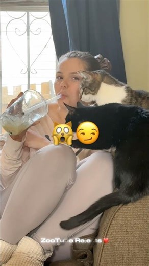 How to confuse a cat 🫨