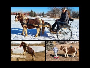 Driving and Kid Friendly Mini Shetland X Pony For Sale