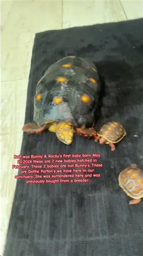 The Truth About Raising a Red-Footed Tortoise