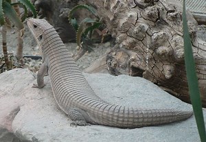 Sudan plated lizard - Alchetron, The Free Social Encyclopedia