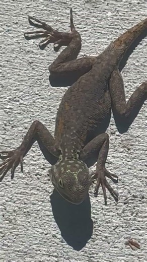 Cool Lizard Like and Subscribe #lizard #reptiles #nature #animals #cool #reptilelife #reptile