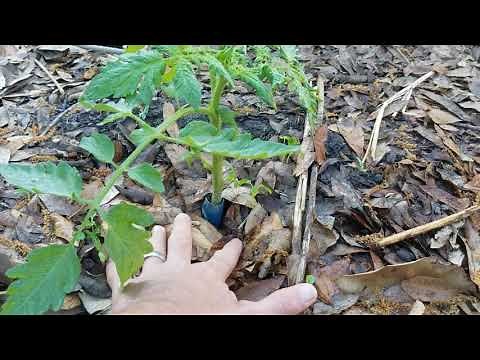 A Simple Trick To Beat Cutworms ORGANICALLY