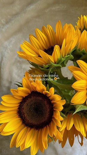 Beautiful Yellow Aesthetic Flowers in Nature