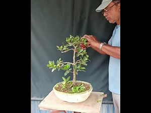 How to make a Ficus microcarpa bonsai.