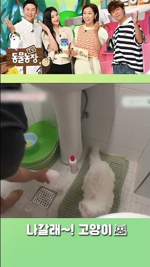 나갈래~!! 너무 씻기 싫었던 나머지 사람 말을 하게 된 고양이😹 #shorts #TV동물농장 #AnimalFarm #SBSstory