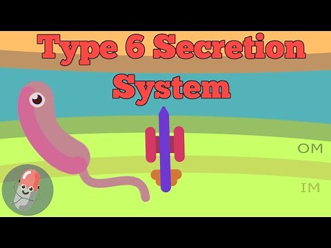 Type 6 Secretion System