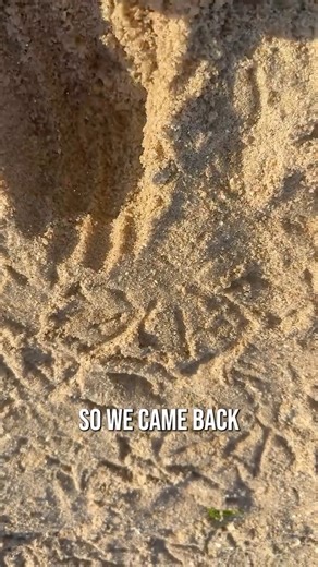 795K views · 9K reactions | Striped bass are known for being pretty...