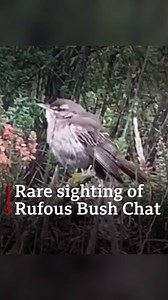 Birdwatchers have flocked to a Norfolk salt marsh to see a rufous bush chat, also known as a rufous-tailed scrub robin. It's not been seen in Britain for 40 years. Full story and more pictures here: bbc.in/3kanEaV | BBC Norfolk