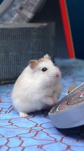 Hamster Escapes Atlantis Maze - Episode 2