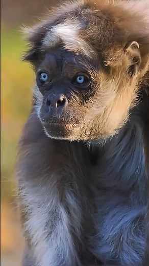 Nature’s Spider-Man: The Incredible Spider Monkey!