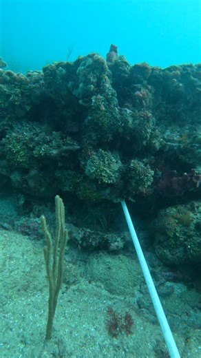 2.1K views | Nice lobster caught using the carnage snare! If you’re interested in buying the best lobster snares out there, approved by commercial lobster divers, and guaranteed to help you catch more lobster, then shoot me a DM for more info 咽 Tags: #lobster #lobstering #diving #underwater #underwaterphotography #commercial #snare #easy #inthebag #gotem #carnage #outdoors #viral #explore #explorepage | Carnage Outdoors | Facebook