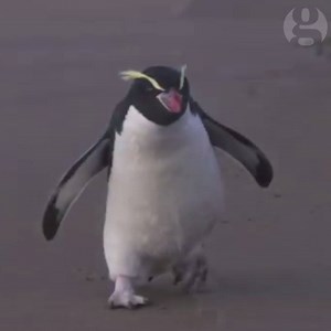 13K views · 208 reactions | A Snares penguin from islands south of New Zealand is found wounded on a Tasmanian beach. Nine months’ nursing later, she tastes the open sea again!  | Guardian Australia | Facebook