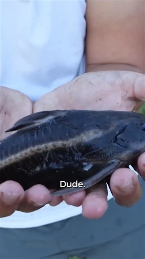 7.3K views · 89 reactions | It's a Giant Synodontis Catfish  | Rob’s Aquatics | Facebook