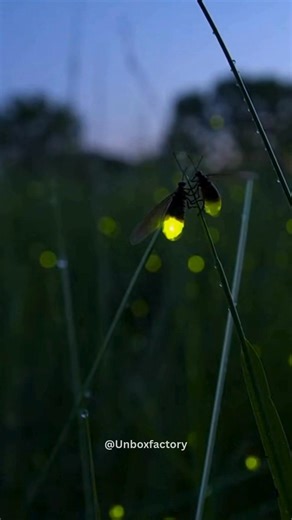 Firefly Swarms Return to Illinois — And Scientists See Hope After years of declining numbers, firefly swarms have returned to parts of Illinois, offering a hopeful sign for biodiversity recovery. Fireflies are sensitive to light pollution, pesticides, and habitat loss — making their presence a strong environmental indicator. Conservation efforts and reduced pesticide use may be helping populations recover. Important Details: • Firefly populations had been declining • Return observed in Illinois 