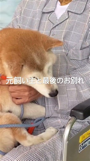 元飼い主と最後のお別れ #ペットロス ペットロス # #老犬介護 グリーフケア