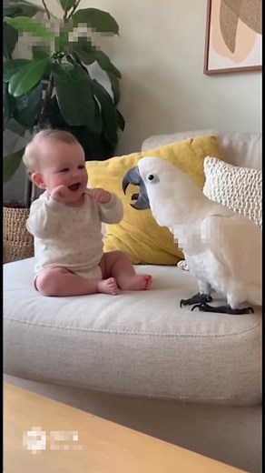 13K views · 496 reactions | Baby and parrot enjoying very much #parrot #babyandparrot #BabyAndParrotMoments #ParrotAndBabyVibes #CuteLittleTalks #BabyAndParrotLife #SweetBabyAndParrot | Baby & Parrot | Facebook