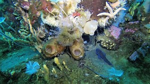 Sea life in Antarctica
