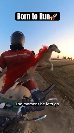 Dog vs. Motorcycle – Who Wins? 🚀🐶 Crazy Speed!