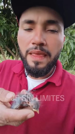 Enrique Pérez arroyo on Instagram: "#pajaros #con #gusano buscando hoy polluelito infectado con gusanos me encontré a este príncipe de la naturaleza sin gusanos su otro hermanito no contó con la misma suerte y no cuajó el huevito 😥 sin envargo estaré pendiente de el hasta que esté listo para volar 😊🐦🫶🙏"