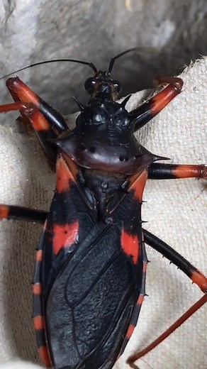 Psytalla horrida colony #assassin #bug #invertebrate #insect #fyp #foryou #nature #naturevibes #horrid #king