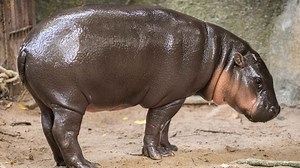 Man arrested after climbing into pygmy hippo Moo Deng's enclosure at Thai zoo