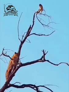 1.9K views · 11 reactions | Tiny but fearless - this wild showdown ends with a shocking twist! #AnimalBattle #WildlifeShowdown #naturewins #unexpectedhero #savagemoments #survivalskills #animalkingdom #EpicComeback | Fish & Funnies | Facebook