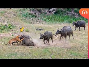 The tiger met its death when it did that.