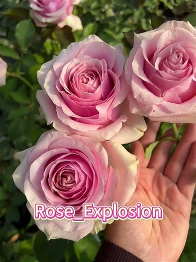 Pink Wave Rose Plant|粉色波动
