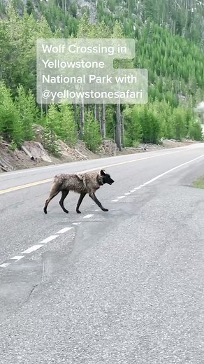 Rare Encounter with a Wild Wolf in Yellowstone National Park