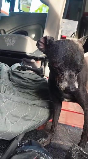 #LaÚltima #Neiva 😭🐾 Varias mascotas se vieron afectadas por explosión en Las Acacias La mascota del hombre fallecido terminó con afectaciones en sus ojos tras las explosión de la polvorería clandestina que funcionaba en el barrio Las Acacias. El perrito de talla pequeña se encuentra siendo valorado en una clínica veterinaria y bajo la custodia de la Fundación Adoptamor que recoelcta ayudas para sus gastos veterinarios. Asimismo, en el sitio de la emergencia han sido atendidos cuatro caninos y 