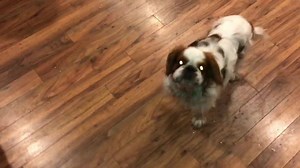 7.6K views · 507 reactions |  | Panda Paws Rescue | Facebook