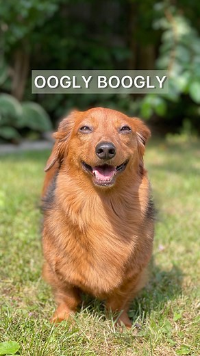 3.5M views · 58 reactions | Not right now, protecting the #2 most aggressive dog breed from the scary washing machine.  #smallbutmighty #terrifying #imbaby | Oliveyoufreddie | Facebook