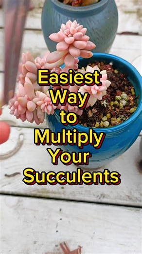 🌿 Grow Succulents for FREE! 🤯 No effort, no cost—just let them multiply! Try it & thank me later! 🌱✨ #SucculentHack #PlantMagic #EasyGardening #succulent #succulents #SucculentCare #GardeningTips #plantsoftiktok #garden #propogation