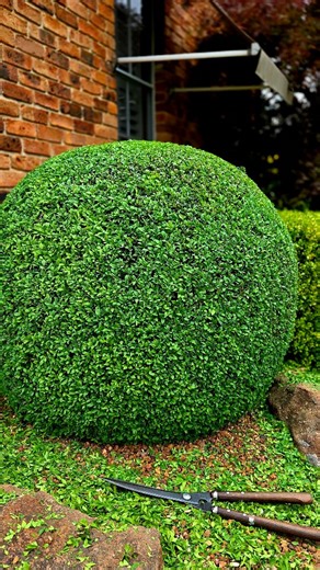 Clipping an English Box ball.. 🍃🍃 . . . . . . . . . . . . . . . . . #hedgelover_ #topiarylover_ #ihavethisthingwithhedges #greenery #buxus #reeloftheday #design #trending #gardendesign #asmr #art #spring #jardin #reels #topbuxus #handclipped #goals | Southern Cross Gardens