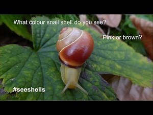 What colour is this snail shell? | Scientists use tech to decide