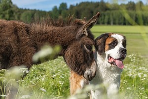 Cute Farm Life Moment of Animals All Hanging Out as Friends Has People in Their Feelings