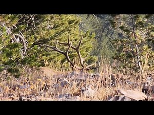 Solo Archery Elk Hunt | Packing out a Whole elk Alone