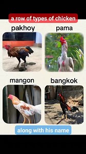 1M views · 8.1K reactions | a series of types of chicken and their names | Trimonz Zambarda Rooster | Facebook