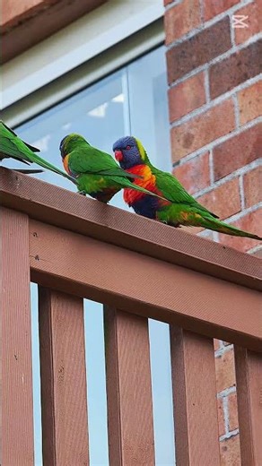 Australian rainbow parrot enjoying their day