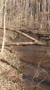 5.8K views · 330 reactions | Giana’s adopted Life is a dogs best dream. | Mastiffs to Mutts Rescue | Facebook