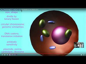 mitochondrial chromosome, maternal inheritance