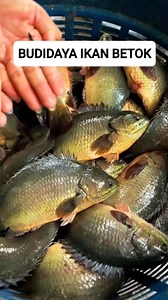 Budidaya ikan betok #ikanbetok #betok #ikannila #nila #ikanpredator #ikanmonster #mancing #memancing #pemancing #hewanair | RaptorFish