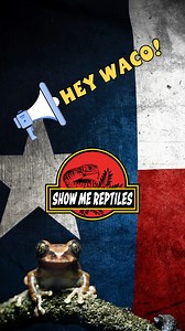 🐍✨ Waco, Texas! Get ready for the FIRST EVER Show Me Reptile Show on October 26th & 27th! 🦎🐢 📅 Dates: Saturday, October 26th & Sunday, October 27th 📍 Location: Waco, Texas 👨‍👩‍👧‍👦 Perfect for all ages, so bring the whole family! 🎟 VIP Hour: 9:00 AM 🌟 Skip the lines and get in early with VIP tickets for just $15! 🎟 General Admission: 10:00 AM - 3:30 PM 🔹 Adults: $10 🔹 Kids 7-12: $5 🔹 Kids 6 & under: FREE 🐍 Don’t miss out on amazing vendors and breeders showcasing reptiles, amphibi