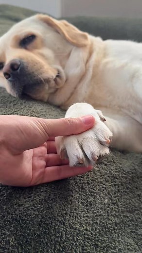When she gets her ‘paw-lish’ done #doghacks #dognailclipping #fyp #dognails | Kiimyy Oo
