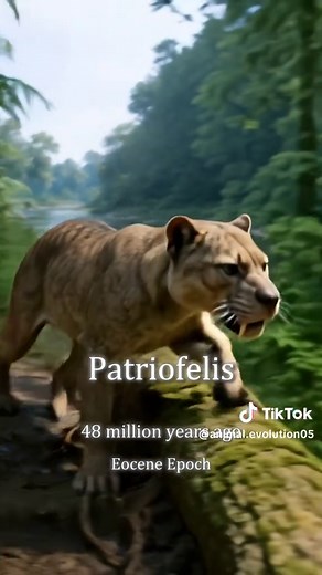 The Evolution of Pet Cats: A Historical Overview
