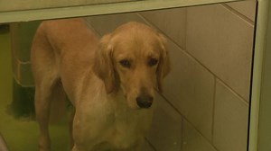 Dallas Animal Shelter offers $50 gift card to encourage adoptions, alleviate overcrowding